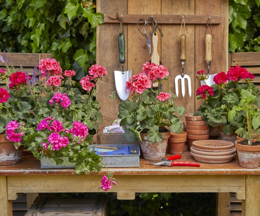 2022-geraniums-6000-colourful-garden-corners-01