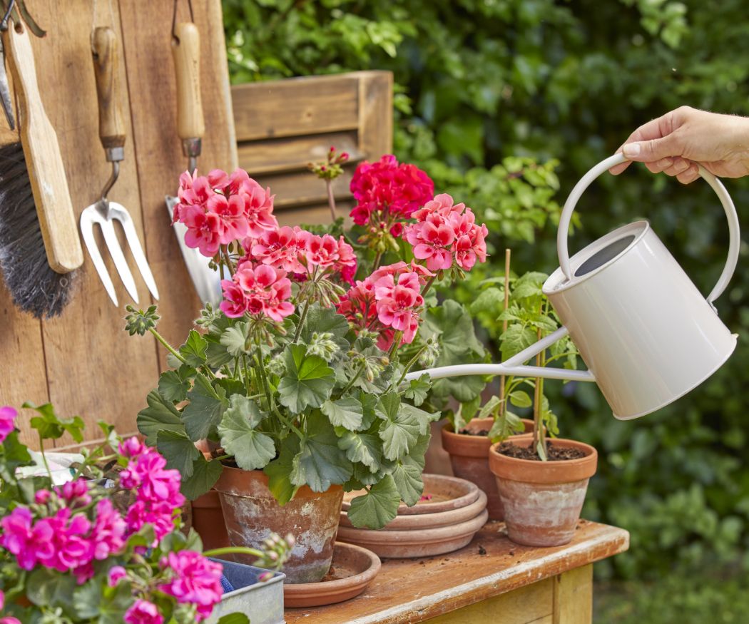 2022-geraniums-6000-colourful-garden-corners-03