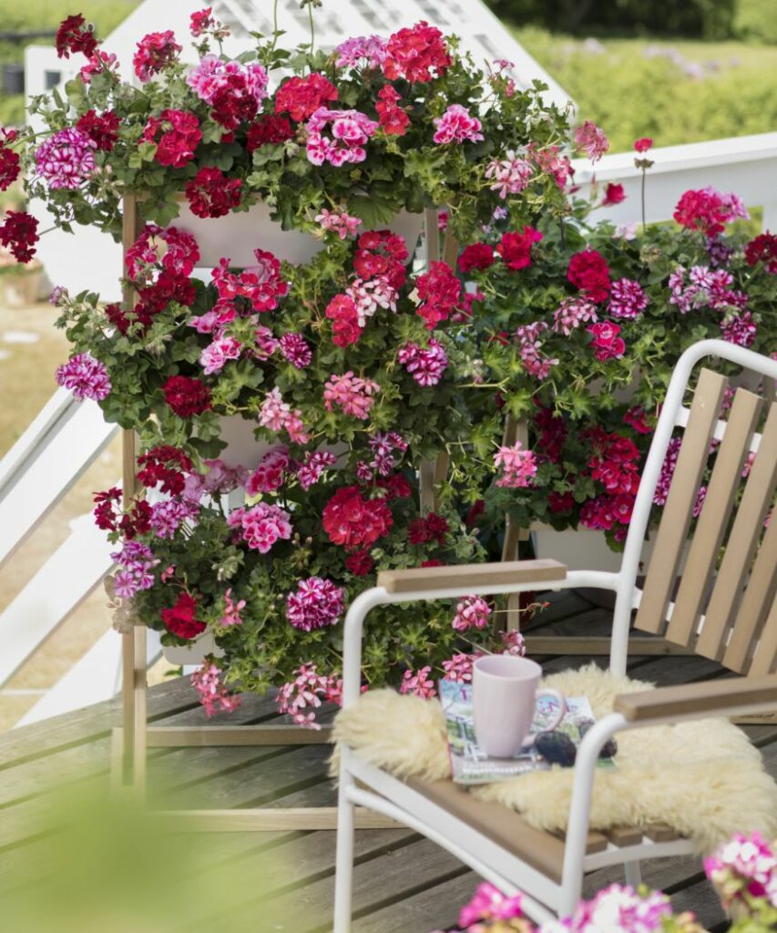 Geranium Spool Welke geraniums zijn het beste? › Mijn Geranium (nl)