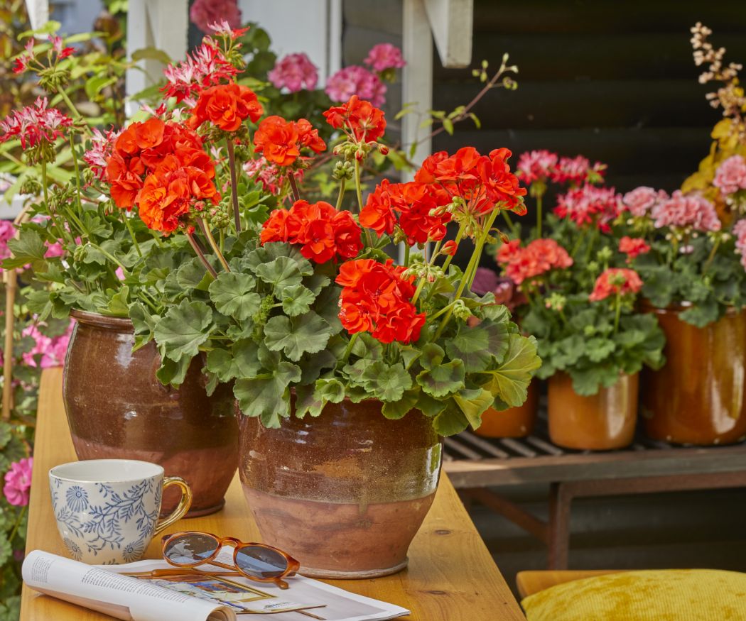 2022-geraniums-6000-colourful-garden-corners-12
