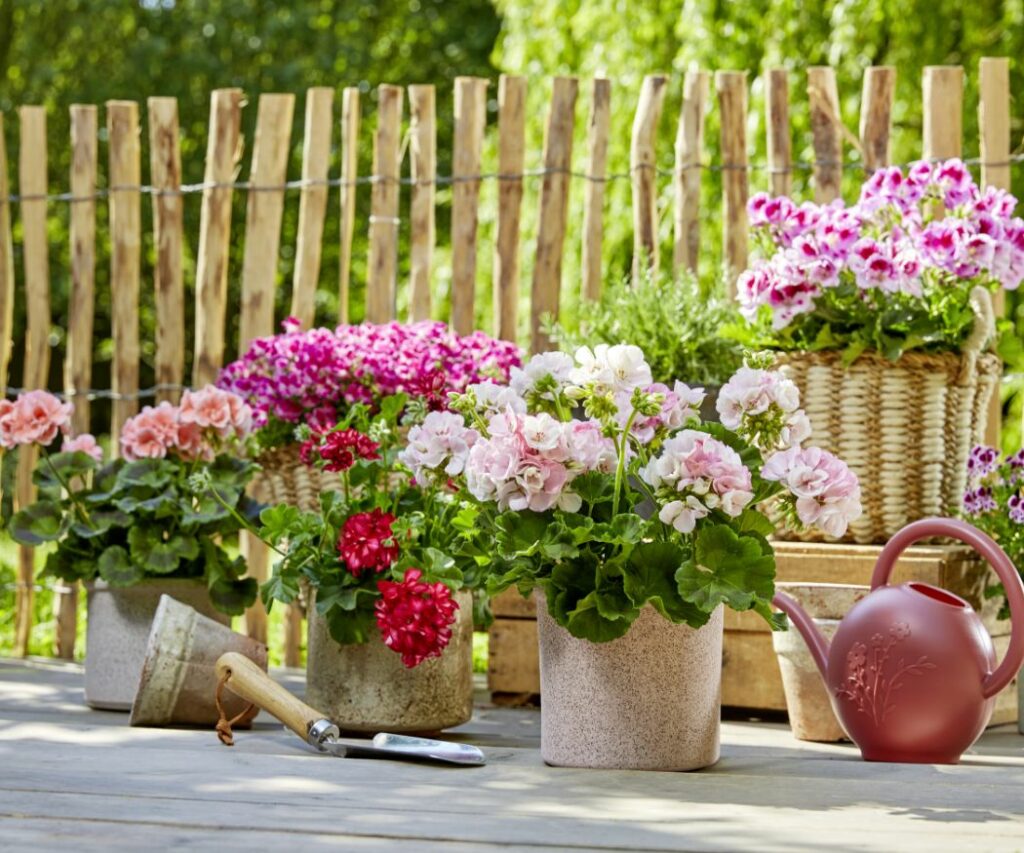 Geranium Event Welke geraniums zijn het beste? › Mijn Geranium (nl)