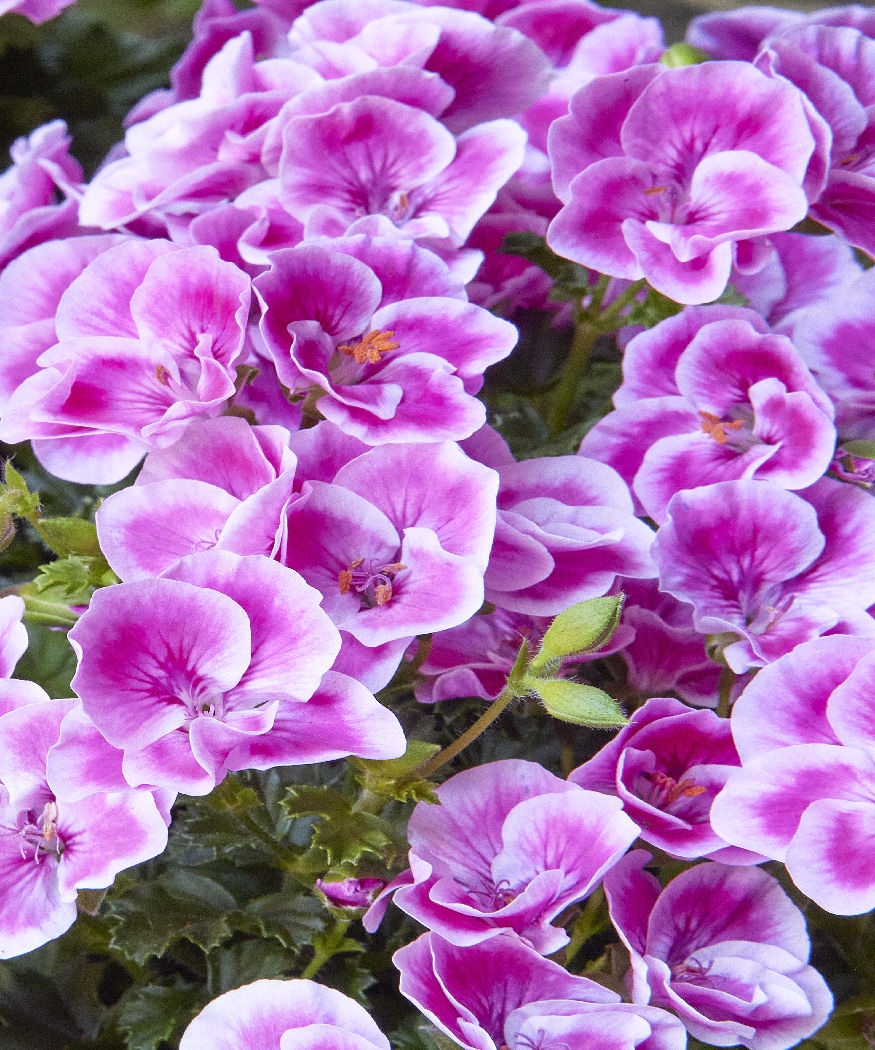 Bloemenkracht: van lente tot de herfst. Dé tips voor de beste verzorging van geraniums