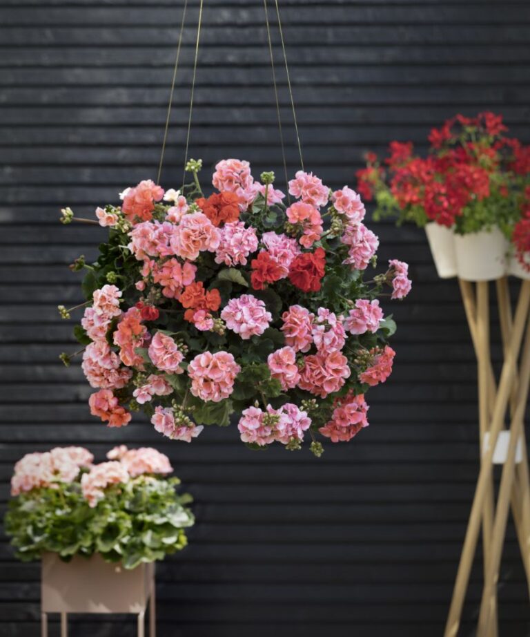 Geraniums in hangmanden – planttips voor beginners › Mijn Geranium (nl)