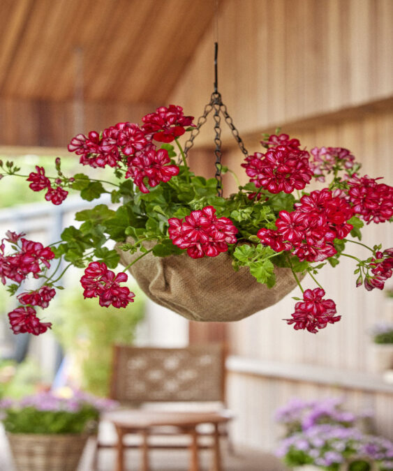 Een opgehangen hangmand met felrode geraniums op een overdekt terras.