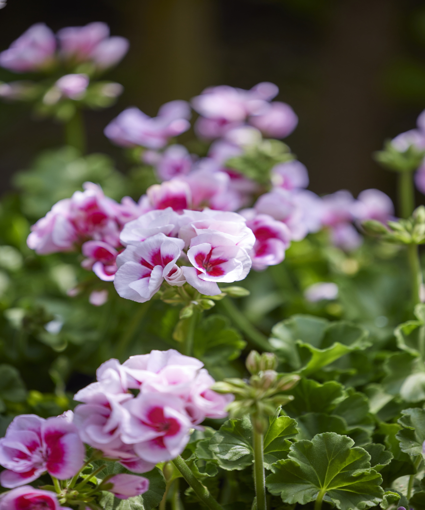 Een vleugje kleur, ongeacht het(zomer)weer. Geraniums bloeien onder bijna alle omstandigheden