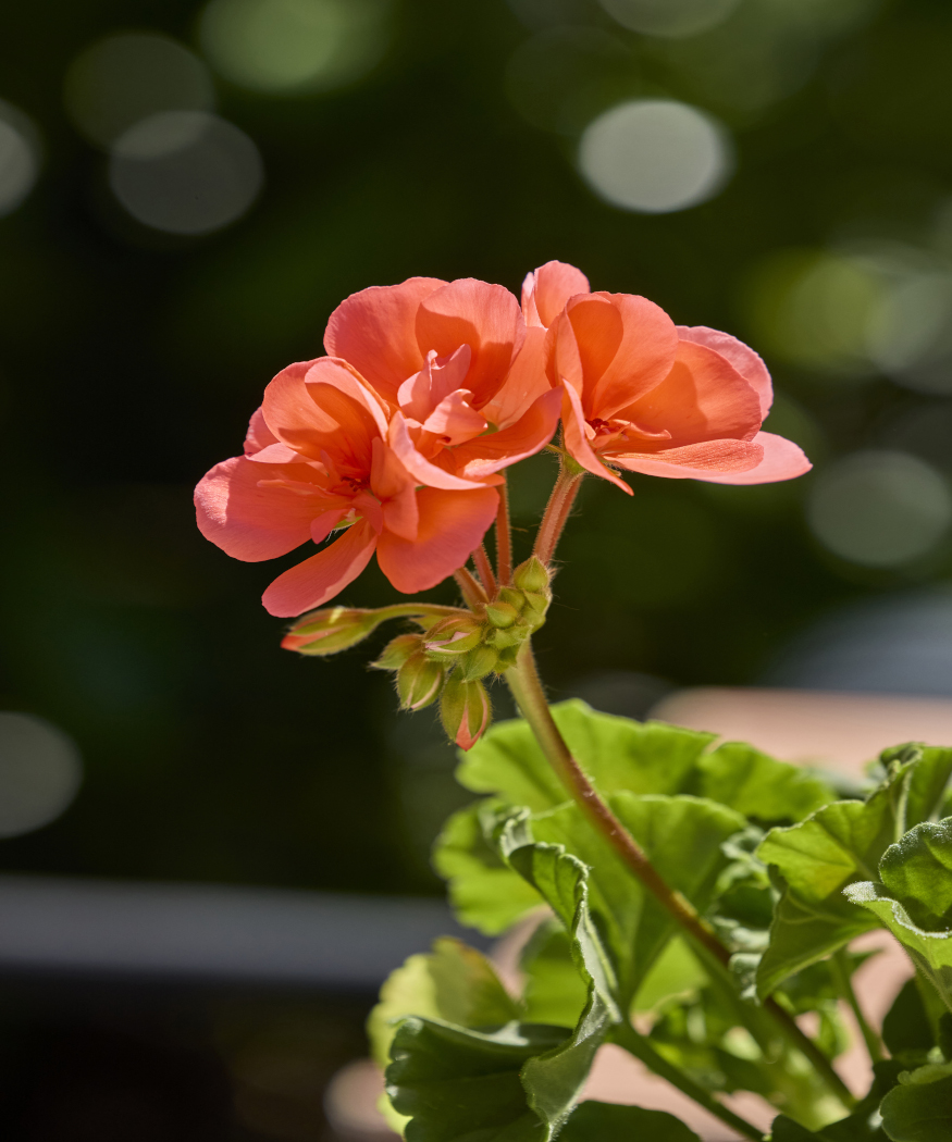Geraniums het hele jaar door. Verzorgingstips van maart tot februari