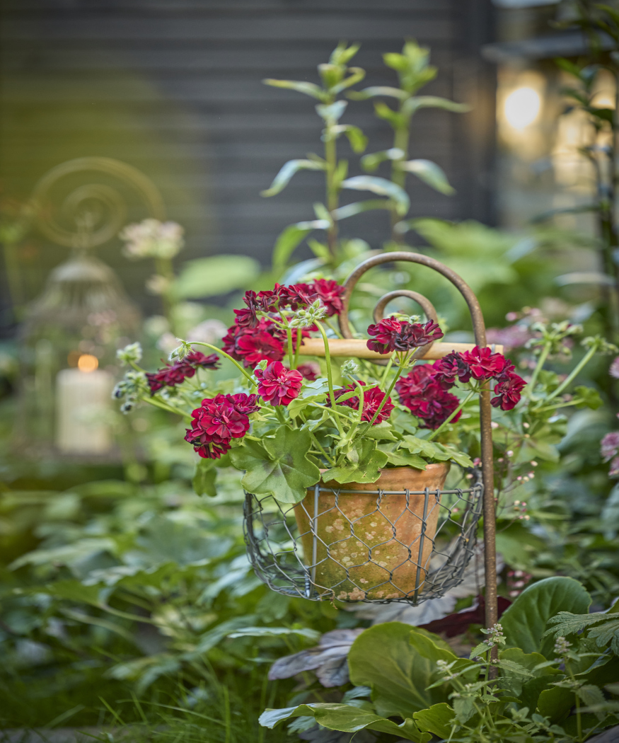 Terug naar de natuur met geraniums.