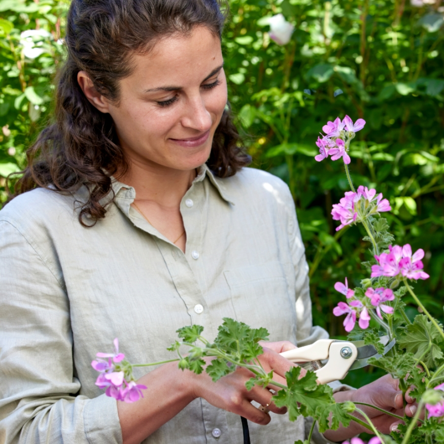 Wanneer moet je geraniums snoeien? Door dit op het juiste moment te doen, krijg je meer bloemen.