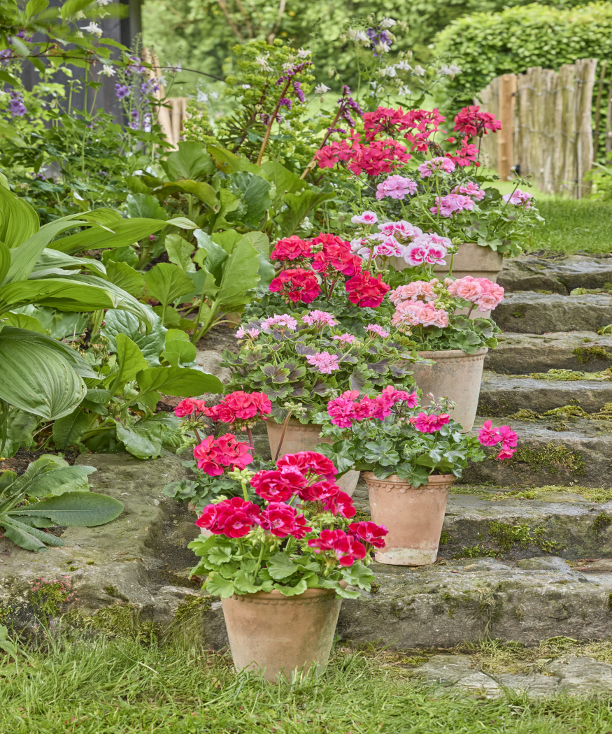 Praktische stylingtips voor een sfeervolle zomerse tuintafel. Geraniums op tafel: zo creëer je zomerse fleur