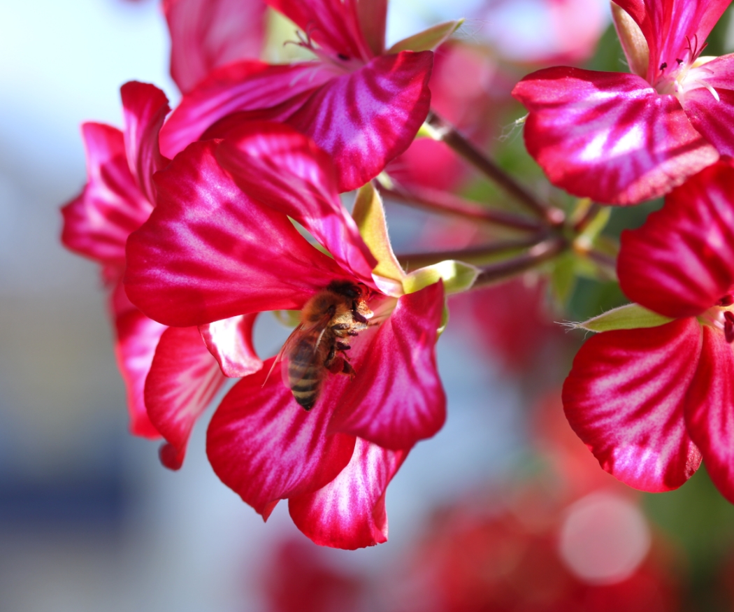 Geraniums voor bijen: creëer een insectenparadijs op je balkon!